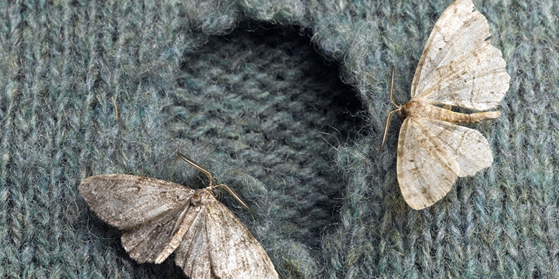 Clothes Moths 101: The Basics of Mothproofing